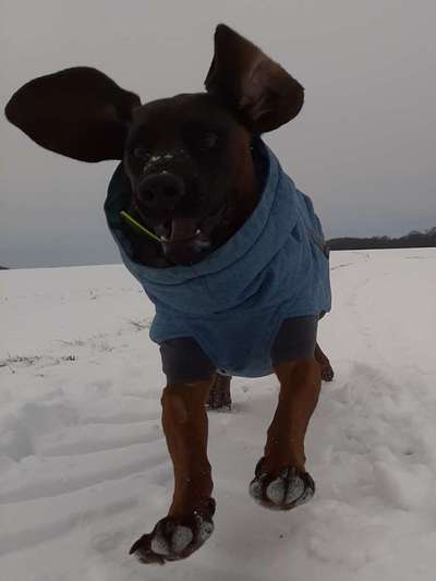 Was können eure Ohren so? ;)-Beitrag-Bild