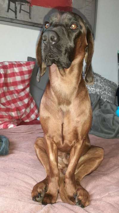 Welche Hunderasse-Beitrag-Bild