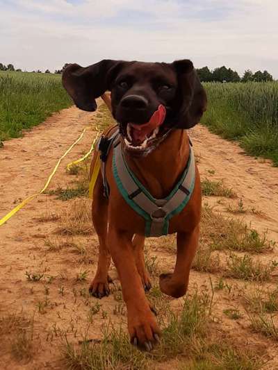 Die Dogorama-Wochen-Challenge "Die schönste Grimasse"-Beitrag-Bild