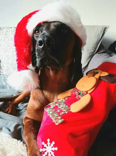 It's beginning to look a lot like.....-Beitrag-Bild