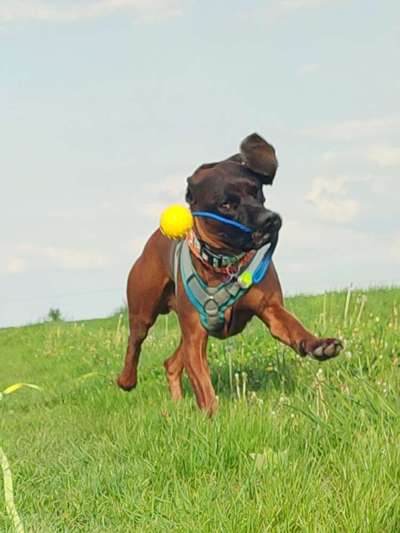 Dogorama Photo Challenge - Apportieren-Beitrag-Bild