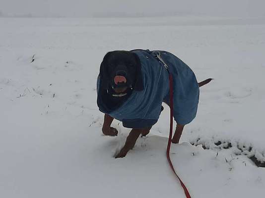 Fotochallenge Nr. 59 - Mein Hund zeigt die Zunge-Beitrag-Bild