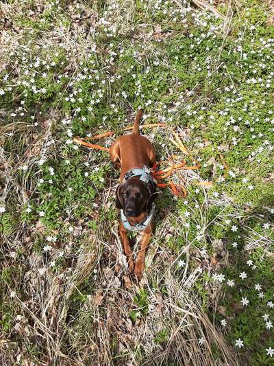 Die Dogorama Kalender Challenge Teil 3/4-Beitrag-Bild