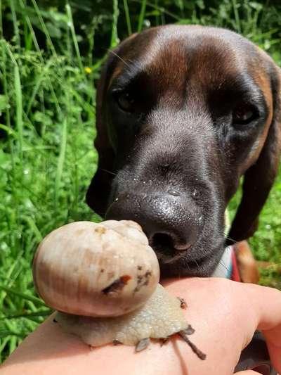 Dein Hund im Dogorama-Kalender 2021-Beitrag-Bild