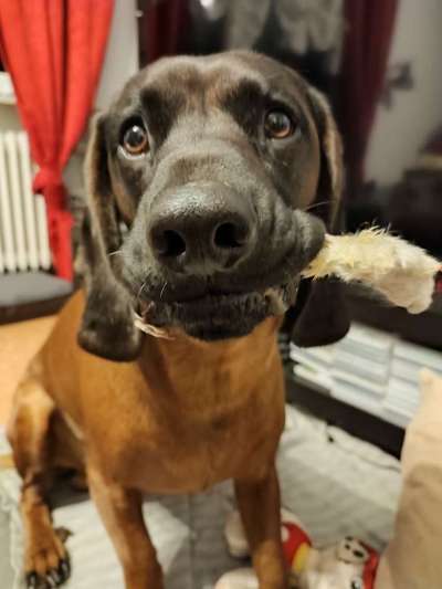 Fotochallenge Guten Appetit! Dein Hund beim futtern-Beitrag-Bild