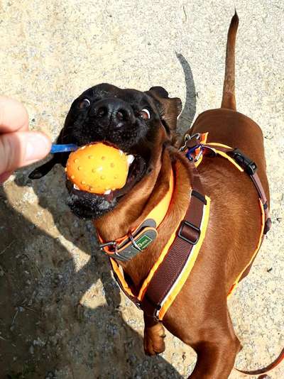 Die Dogorama Wochen Challenge-Beitrag-Bild