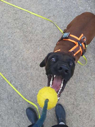 Zeig dein Hund mit seinem Lieblingsspielzeug-Beitrag-Bild