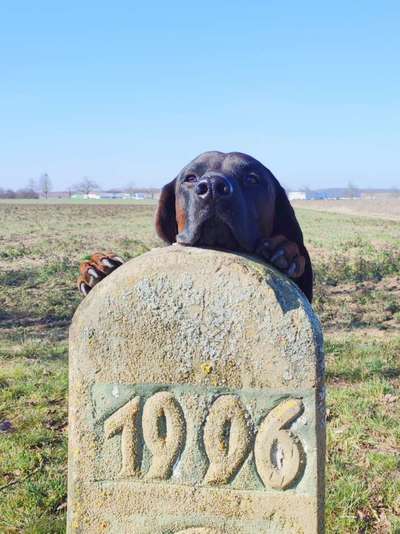 Dogorama Photo Challenge - Steine/Felsen-Beitrag-Bild