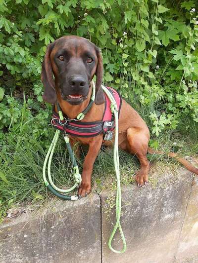 Zeigt mal die schönsten Bilder von euren Hunden !-Beitrag-Bild