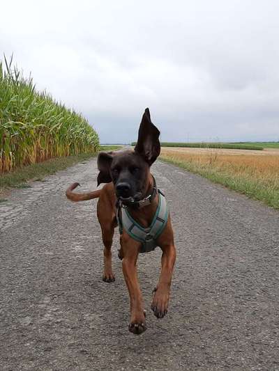 Dein Hund im Dogorama-Kalender 2021-Beitrag-Bild