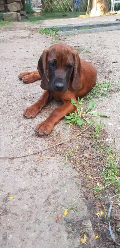 Welpen Bilder !-Beitrag-Bild