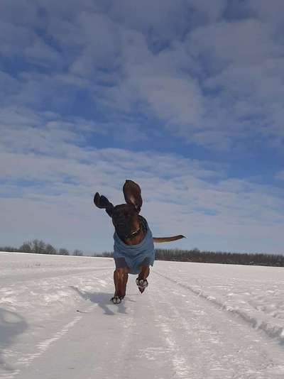 Die Dogorama Kalender Challenge Teil 2/4-Beitrag-Bild