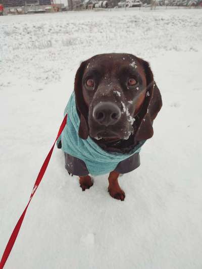 Dogorama Photo Challenge - Es wird nochmal kalt!-Beitrag-Bild