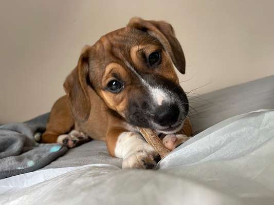 Welpen Bilder !-Beitrag-Bild