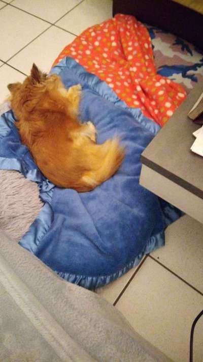 Wo sind die Chihuahua Besitzer ?-Beitrag-Bild