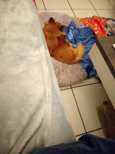 Wo sind die Chihuahua Besitzer ?-Beitrag-Bild