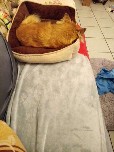 Wo sind die Chihuahua Besitzer ?-Beitrag-Bild