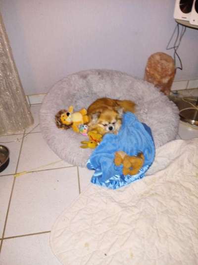 Wo sind die Chihuahua Besitzer ?-Beitrag-Bild