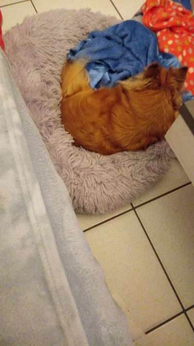 Wo sind die Chihuahua Besitzer ?-Beitrag-Bild