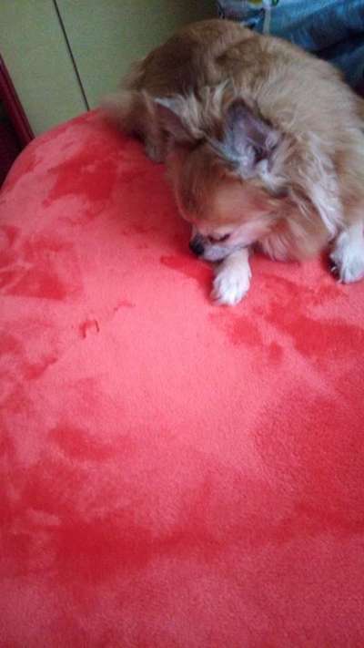 Wo sind die Chihuahua Besitzer ?-Beitrag-Bild