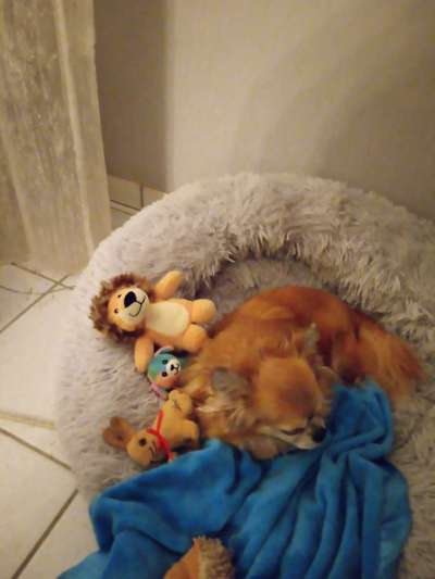 Wo sind die Chihuahua Besitzer ?-Beitrag-Bild