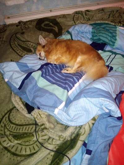 Darf der Hund bei Euch im Bett schlafen?-Beitrag-Bild