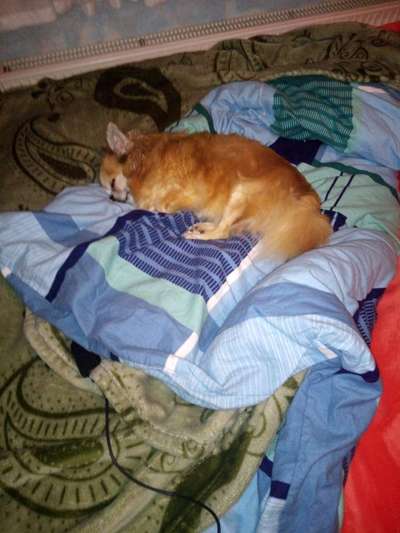 Wo sind die Chihuahua Besitzer ?-Beitrag-Bild