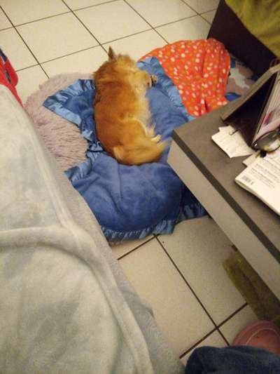 Wo sind die Chihuahua Besitzer ?-Beitrag-Bild