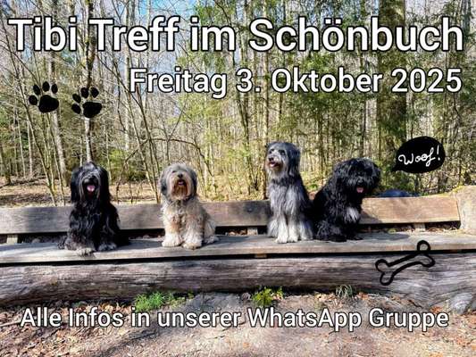 Tibet Terrier-Beitrag-Bild