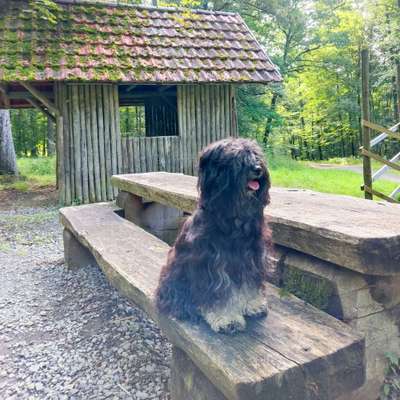 Dogorama Photo Challenge - Gassipause-Beitrag-Bild