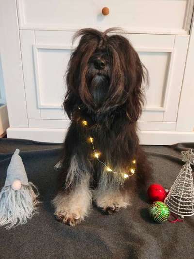 Fotochallange nr. 106
Der geschmückte Hund.-Beitrag-Bild