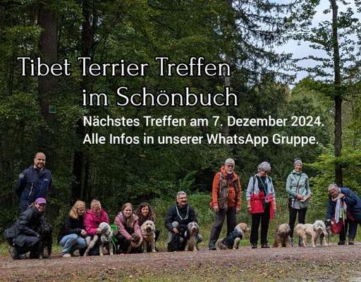 Tibet Terrier-Beitrag-Bild