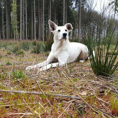 Hundetreffen-Gassirunde/Kontakt üben-Bild
