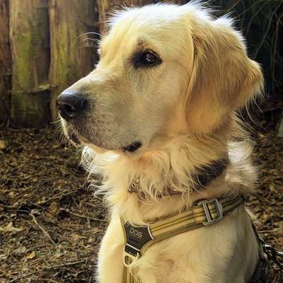 Hundetreffen-Spaziergänge/Sozialkontakte-Bild