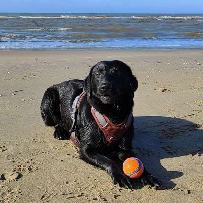 Hundetreffen-Freundschaften zum Spielen & Toben gesucht-Bild