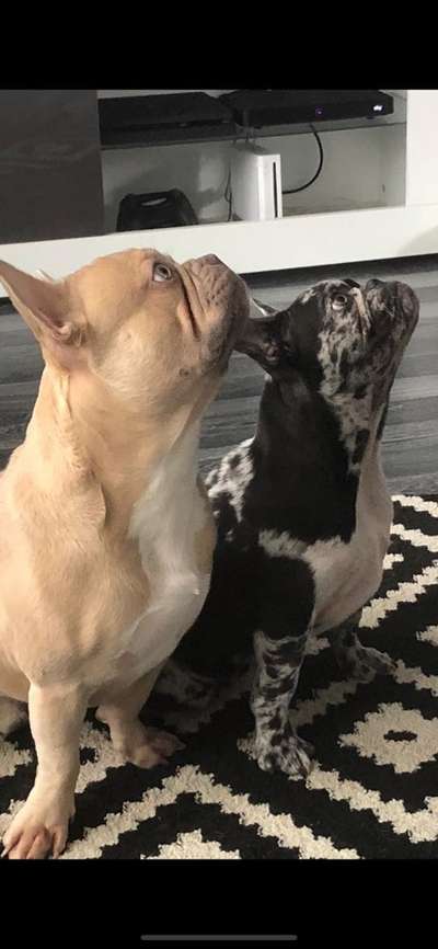 Französische Bulldoggen-Beitrag-Bild