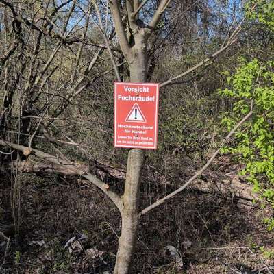 Giftköder-Fuchsräude Abfanggraben-Bild