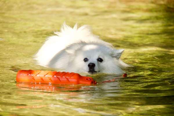 Zeigt mal die schönsten Bilder von euren Hunden !-Beitrag-Bild