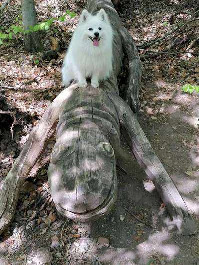 Zeigt mal die schönsten Bilder von euren Hunden !-Beitrag-Bild