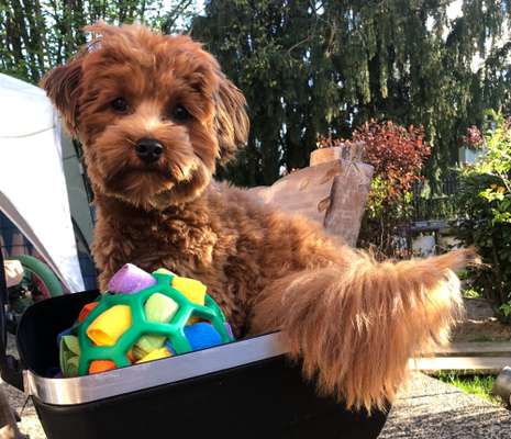 Welpen Bilder !-Beitrag-Bild