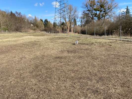 Hundeauslaufgebiet-Auslaufgelände Datzeberg-Bild