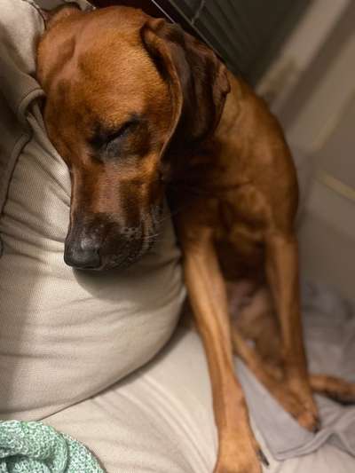 Rhodesian Ridgeback-Beitrag-Bild