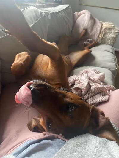 Die Dogorama Wochen Challenge-Beitrag-Bild