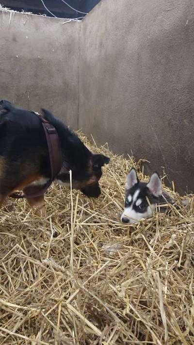 Als Welpen sind sie alle noch süßer-Beitrag-Bild