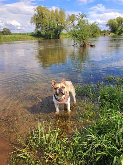 Dogorama-Monats-Challenge-Mai "Wasser"-Beitrag-Bild