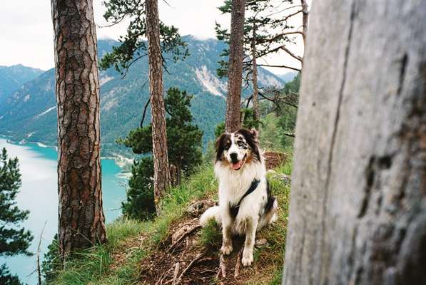 Hundetreffen-Gemeinsames Gassi gehen/Social walk-Bild