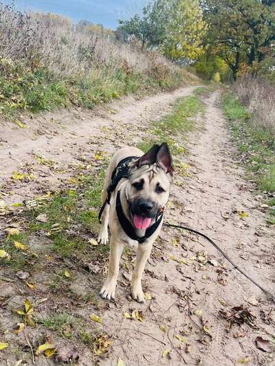 Mischlinge raten - Rätselspaß-Beitrag-Bild