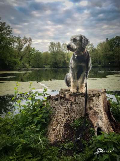 Hundetreffen-Wir Hunde vom Friedrich-Ebert-Park-Bild