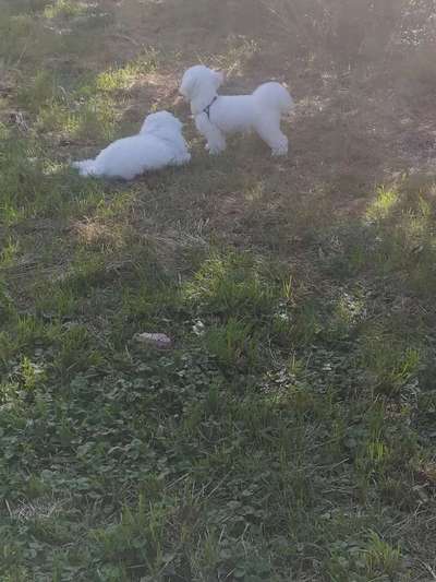 Hundetreffen-Spielerunde mit gleichzeitiger Betreuung (nach dem Kennenlernen)-Bild