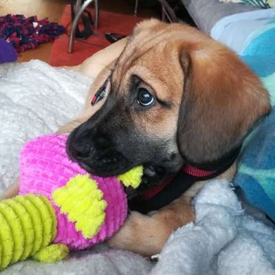 Hundetreffen-Welpentreffen in Moosach🐕-Bild